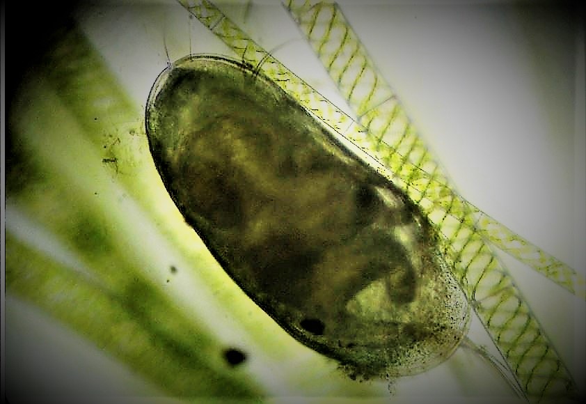 Forse Darwinula stevensoni...